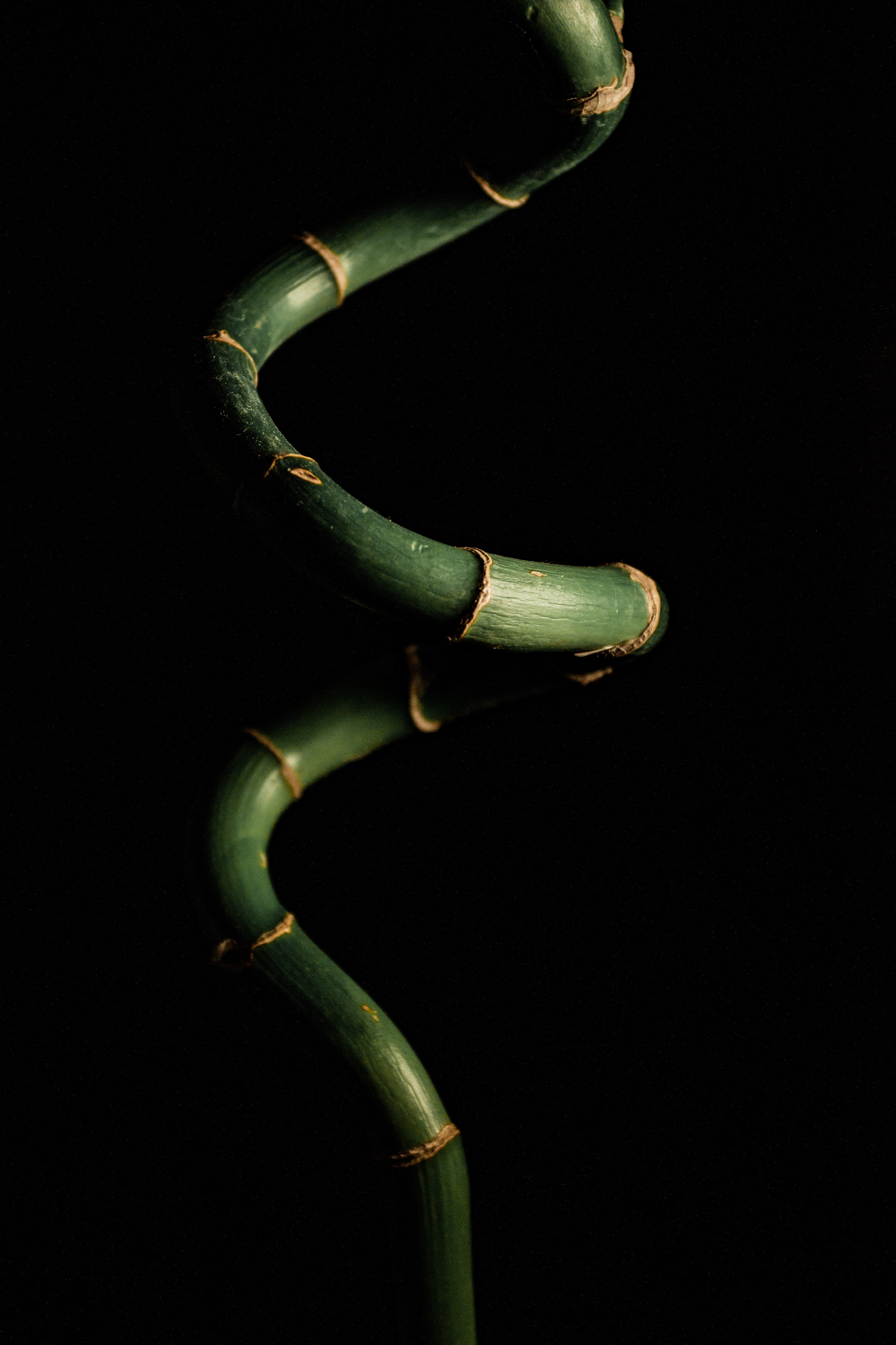 Lucky bamboo plant formed in a spiral
