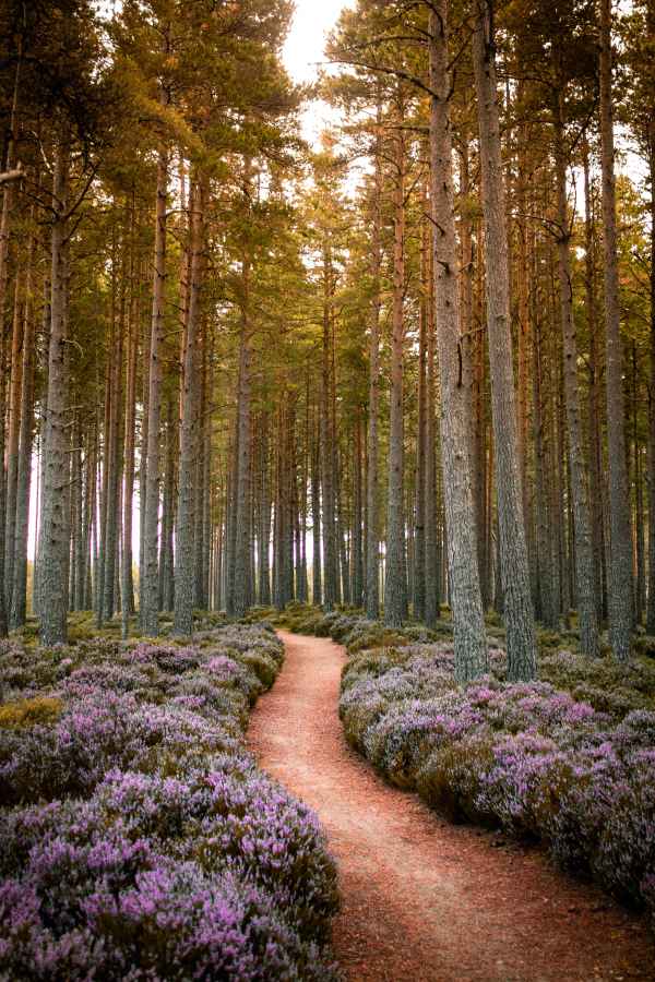 Forest path in Cairngorms National Park - United Kingdom.