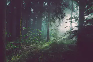 A dimly lit forest filled with bushes and trees.