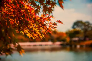 Red and orange fall leaves on a tree in front of a lake.